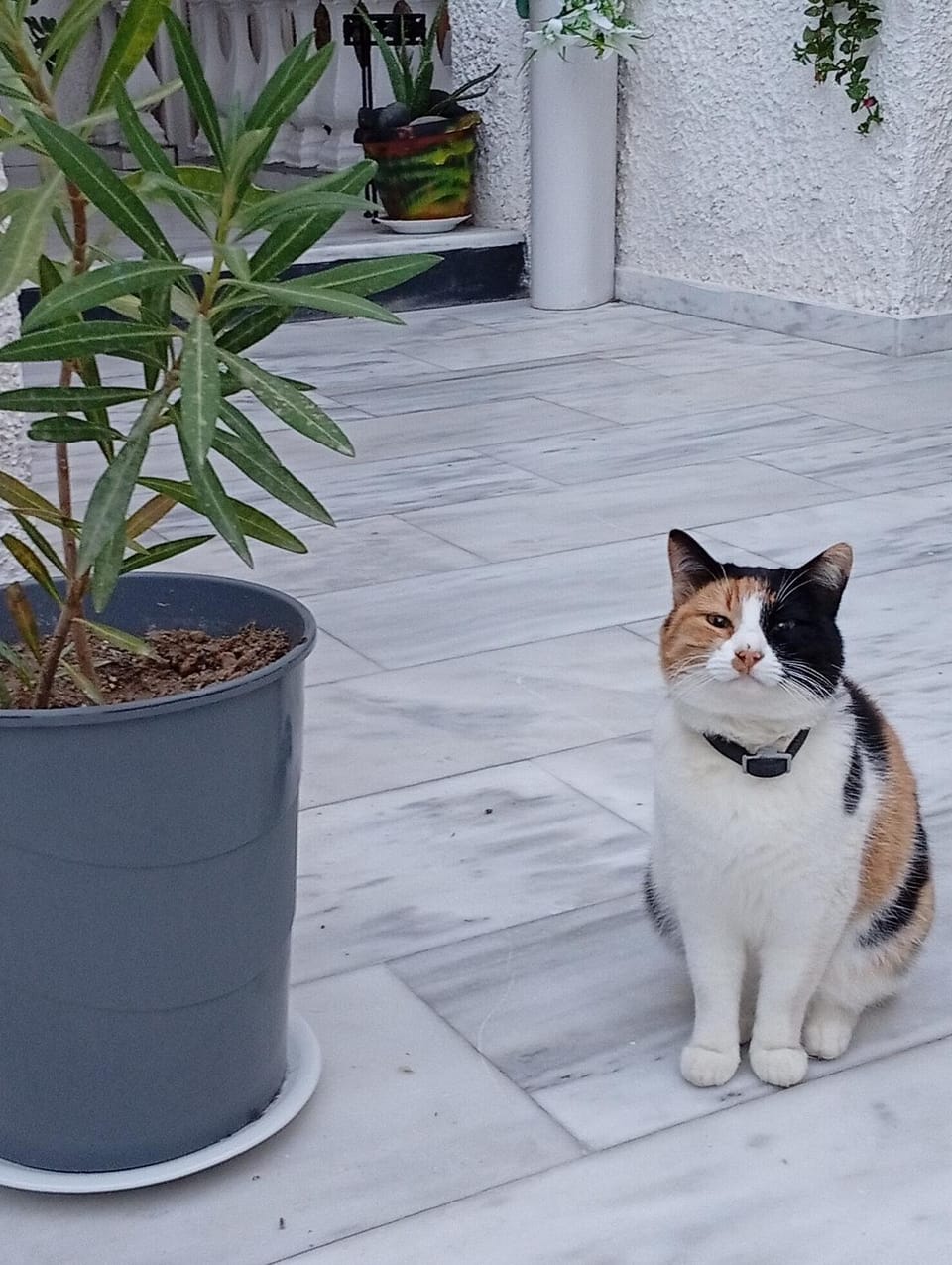 Property building, Pets