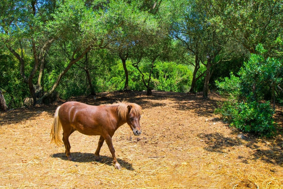 Animals