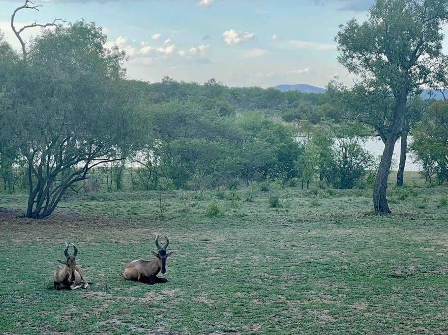 Lodge on Watering Hole , Zebula House in North West, South Africa