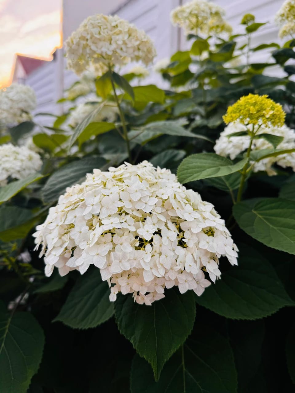 Spring, Day, Garden, Garden view