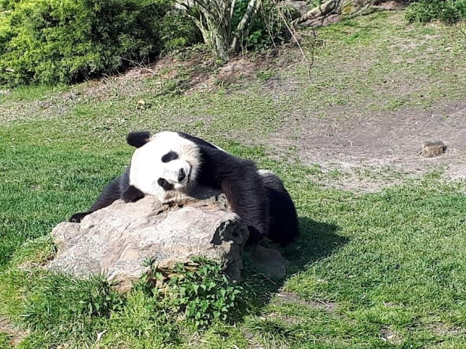 Zoo Zen 6 pers, au coeur de St Aignan Apartment in Centre-Val de Loire