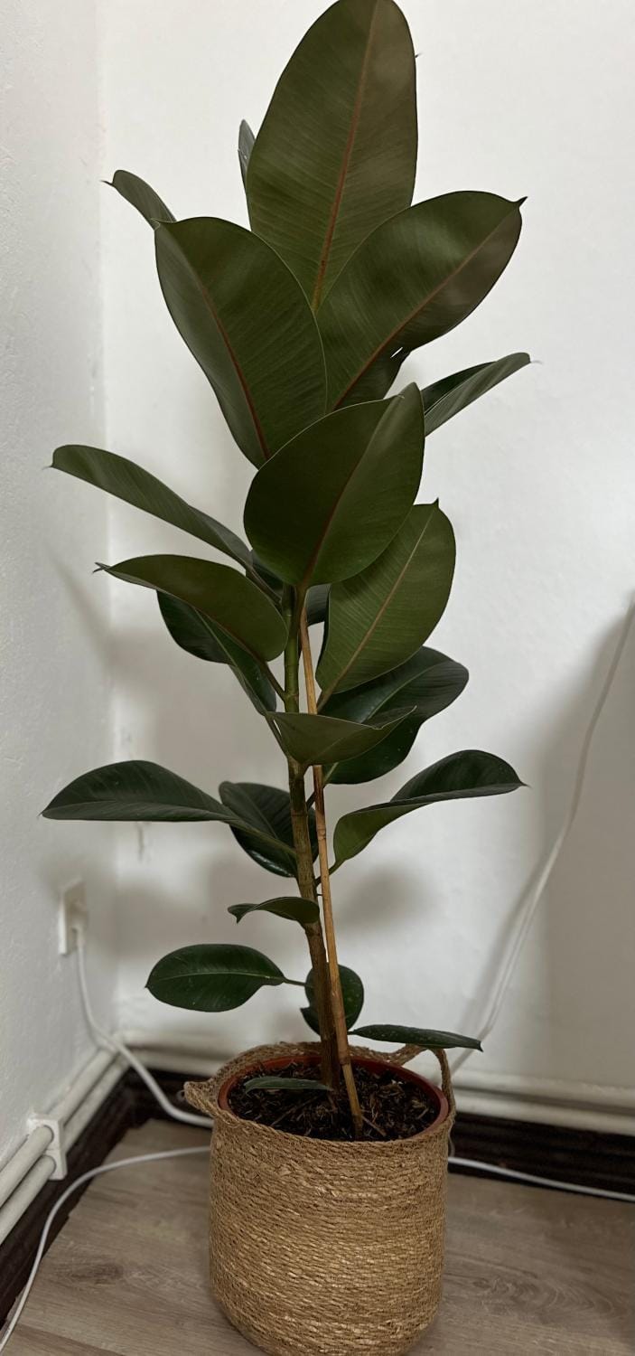 Ferienwohnung Augustus Apartment in Bremerhaven