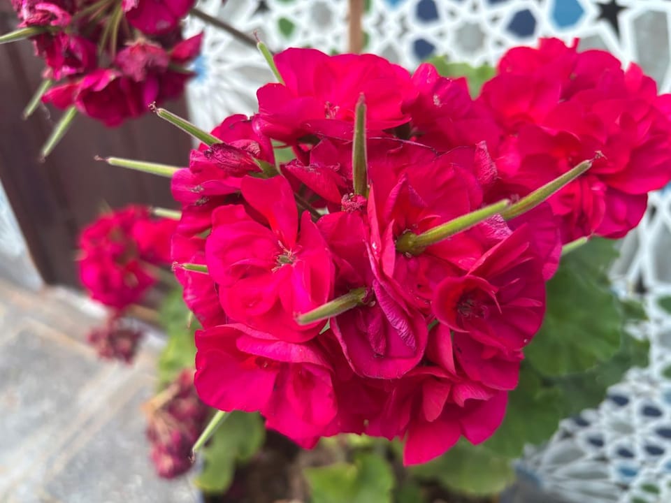 Garden view