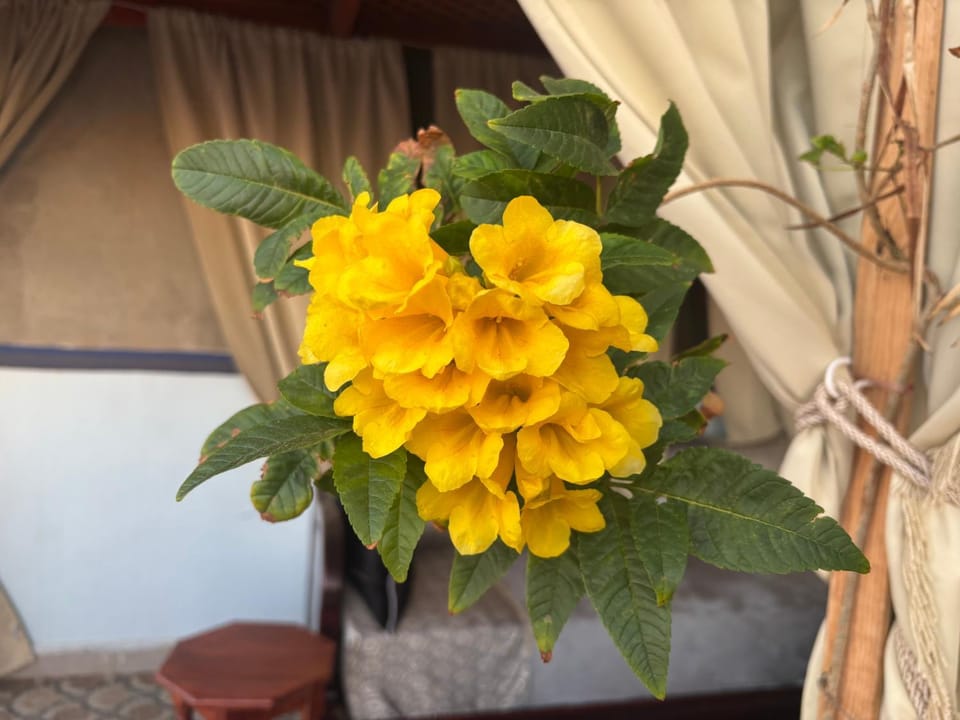 Day, Balcony/Terrace