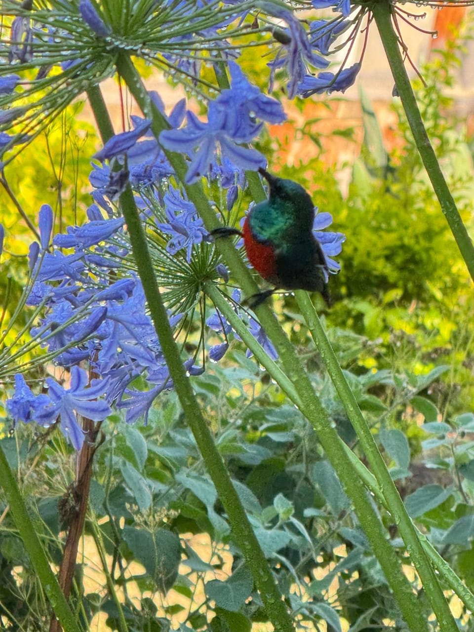 Natural landscape, Garden, Animals