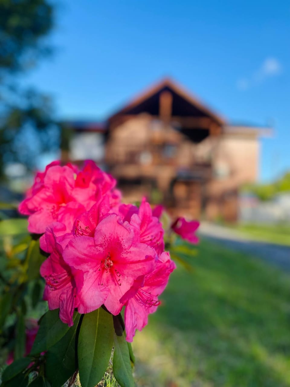 Hostal Treile Bed and Breakfast in Pucon