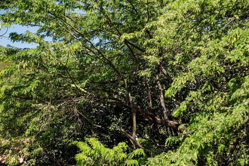 Garden view