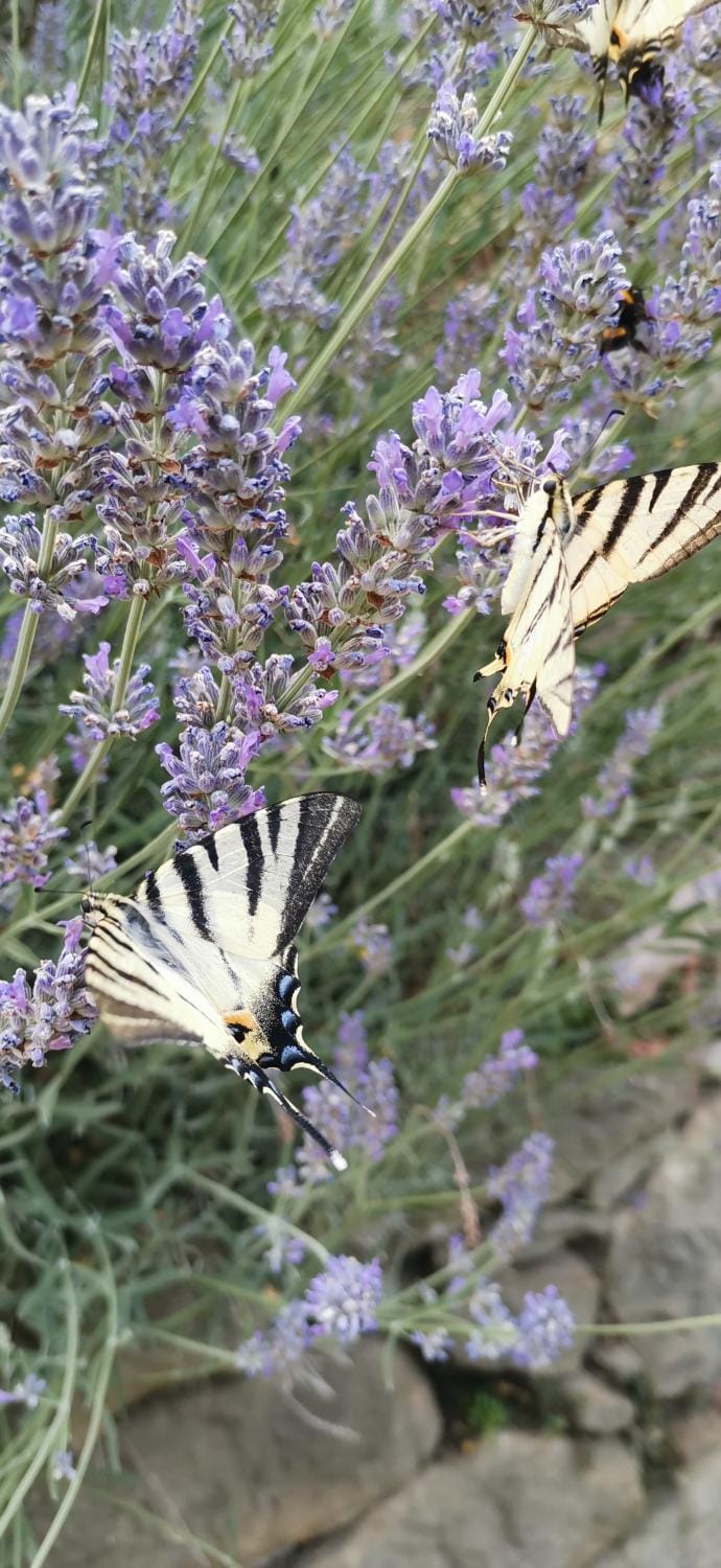 Spring, Day, Natural landscape, Summer, Garden, Sunset
