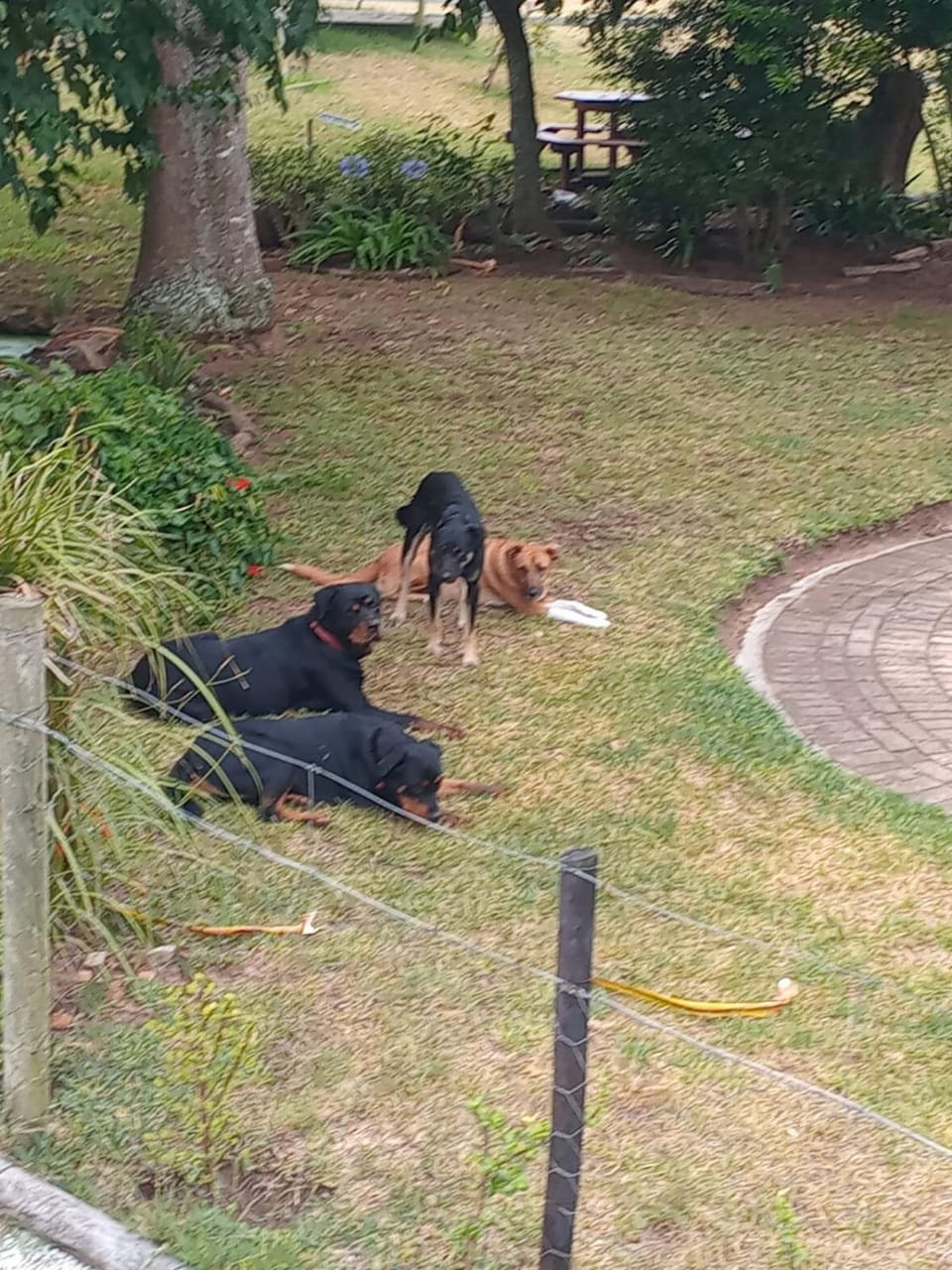 Animals, Pets