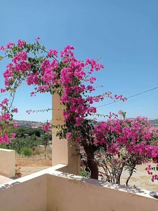 Natural landscape, Garden, Balcony/Terrace