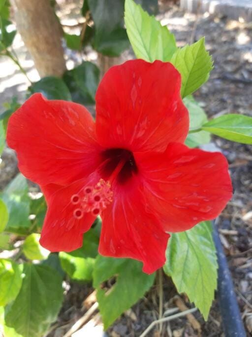 Hibiscus Green Apartments Apartment in Rhodes, Greece