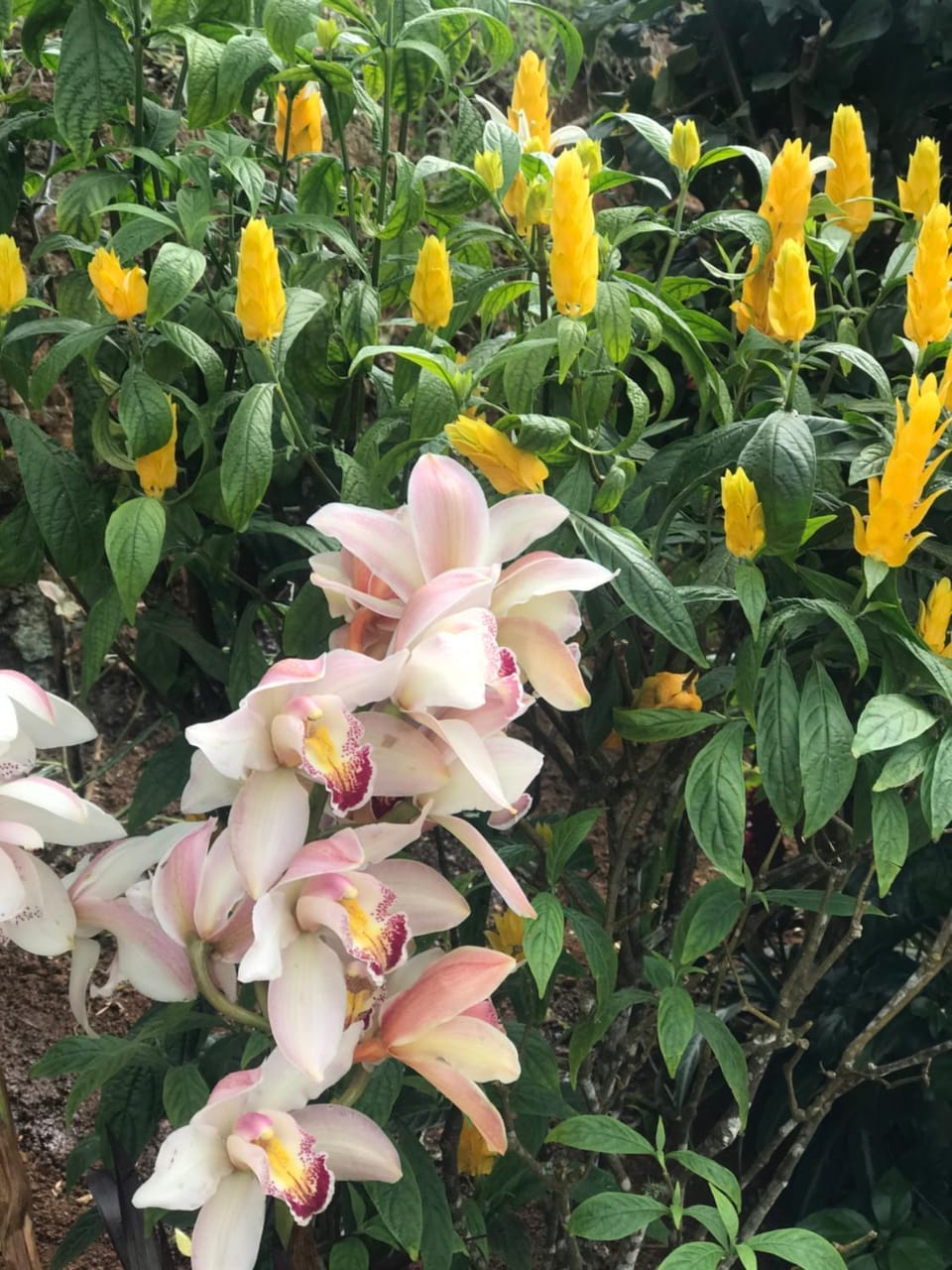 Spring, Garden, Garden view