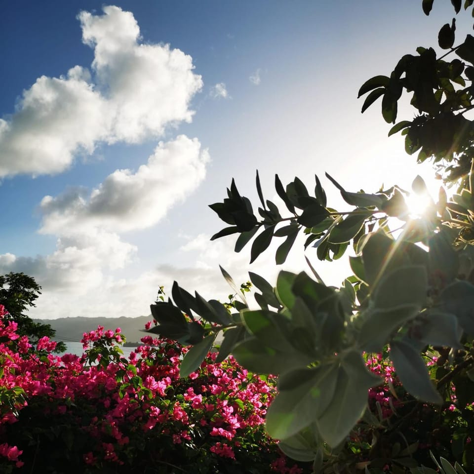 Garden, Sea view