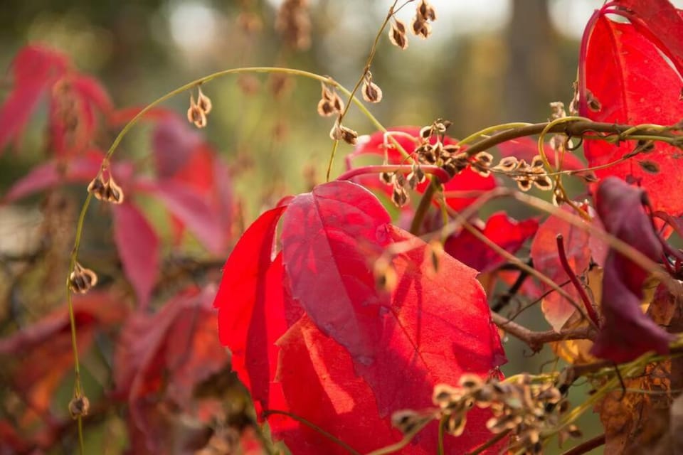 Tiny Haus auf idyllischem Grundstück im Rittergut House in Dresden