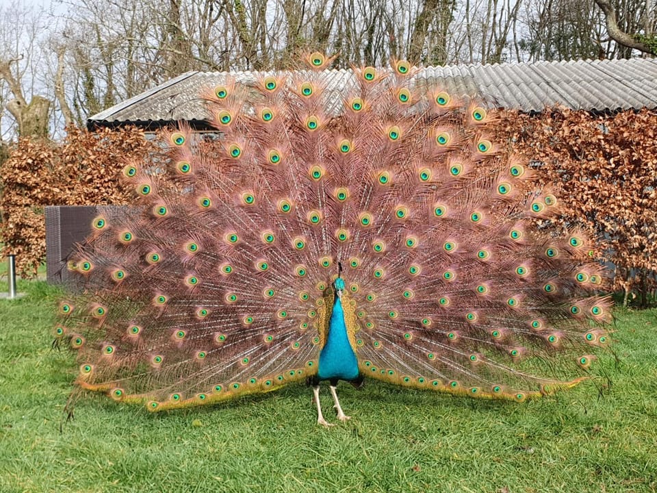 Animals, Garden view