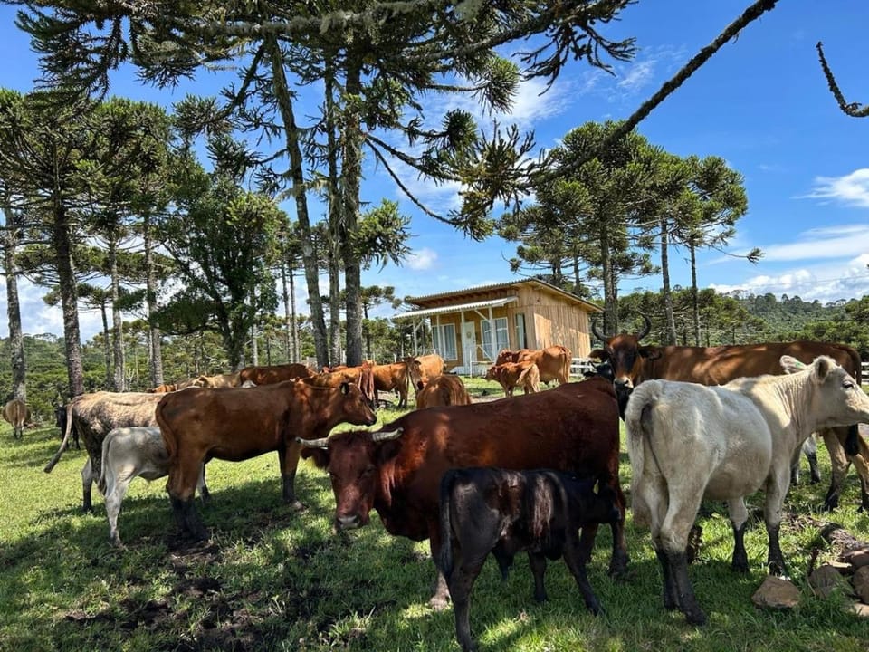 Cabana Fazenda Borba Chalet in State of Santa Catarina