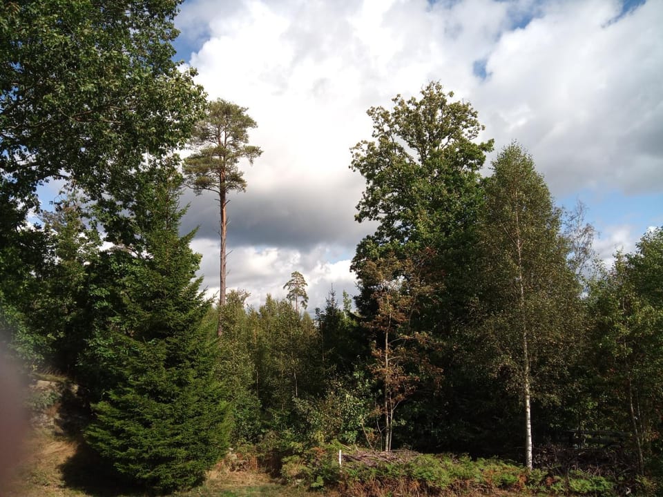 Natural landscape