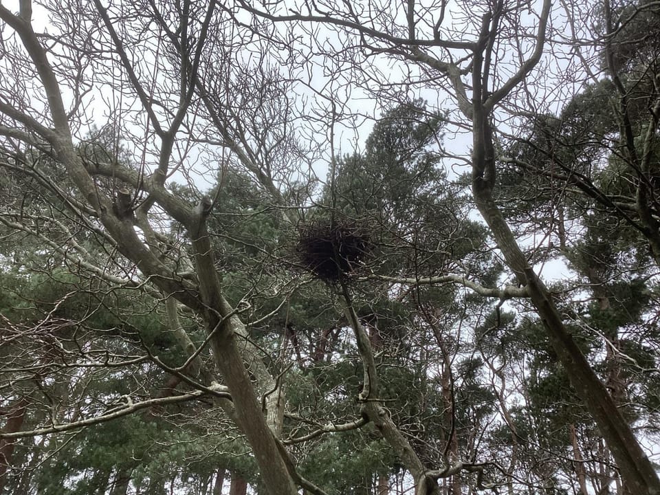 Forest Heath Holidays - Denphyl Apartment in East Dorset District