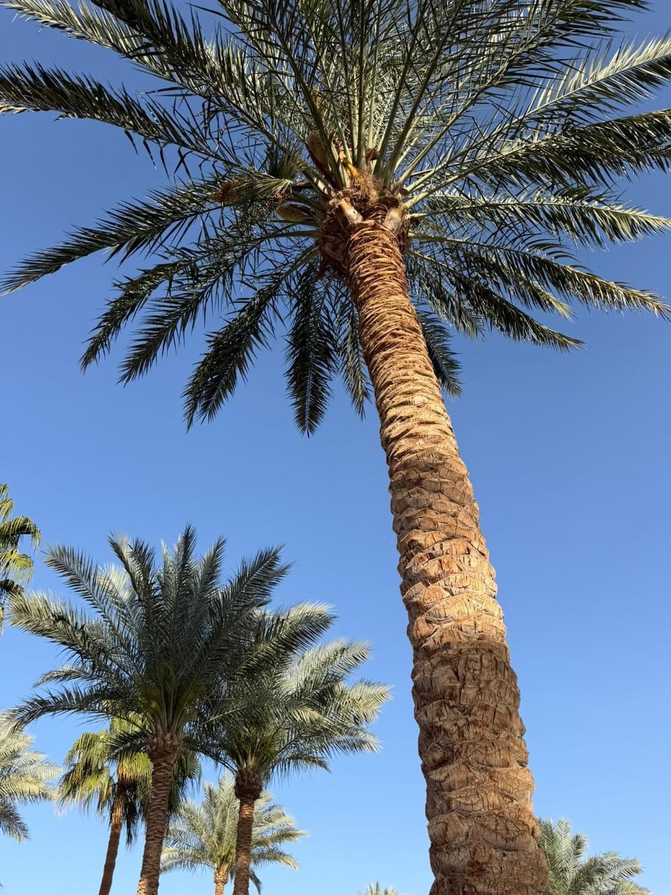 N&F Coral Bay Apartment in Sharm El-Sheikh