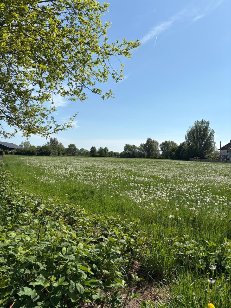 Spring, Day, Natural landscape, Garden, Garden view
