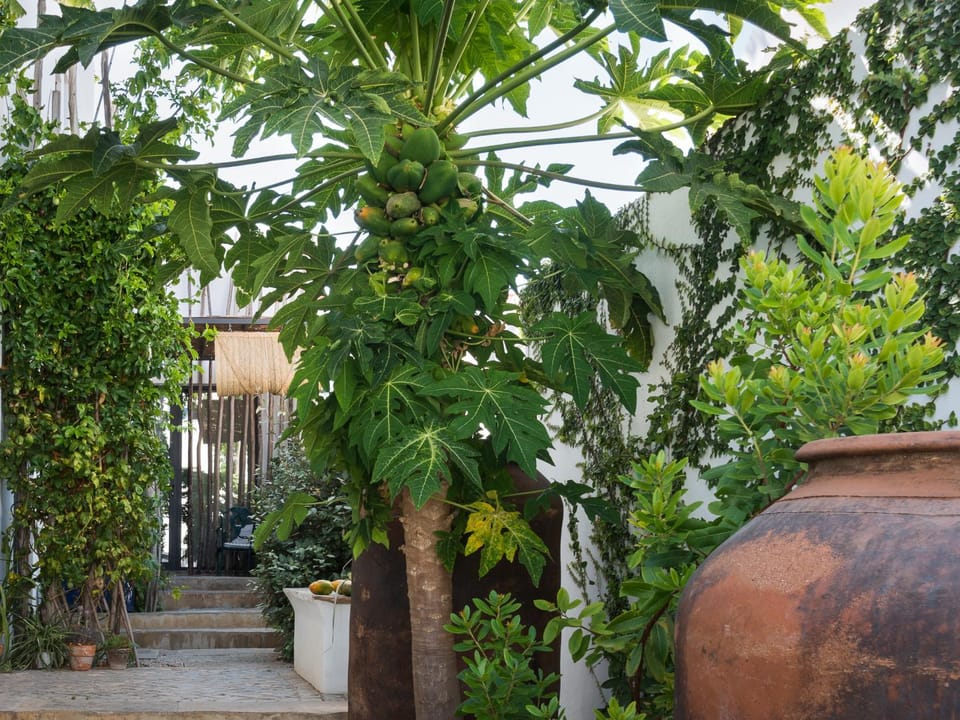 Altanure Almatere - Food Forest Boutique Stay Hotel in Tavira