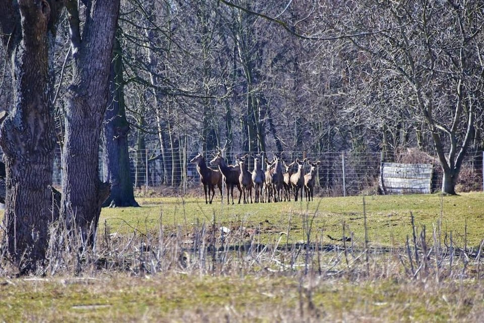 Day, Natural landscape, Animals