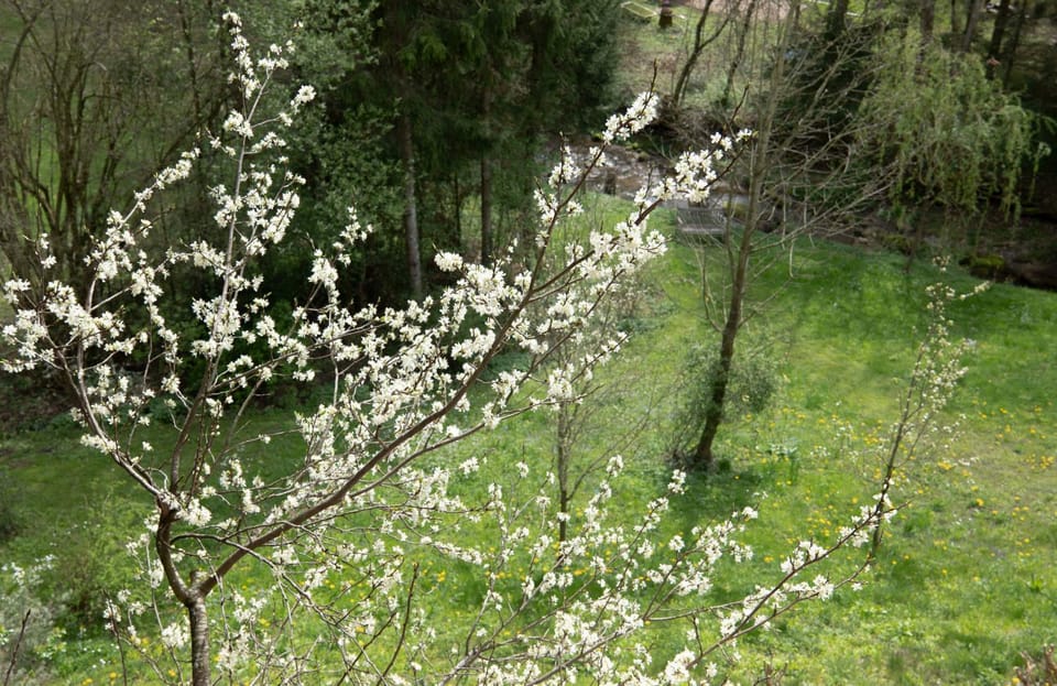 Spring, Natural landscape, Garden, Garden view