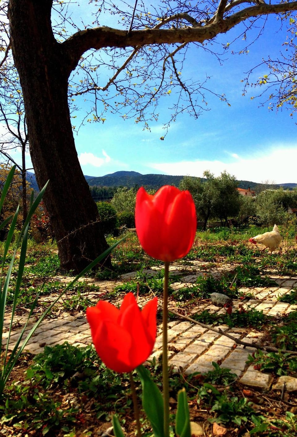 Evridiki Bed and Breakfast in Pieria, Greece