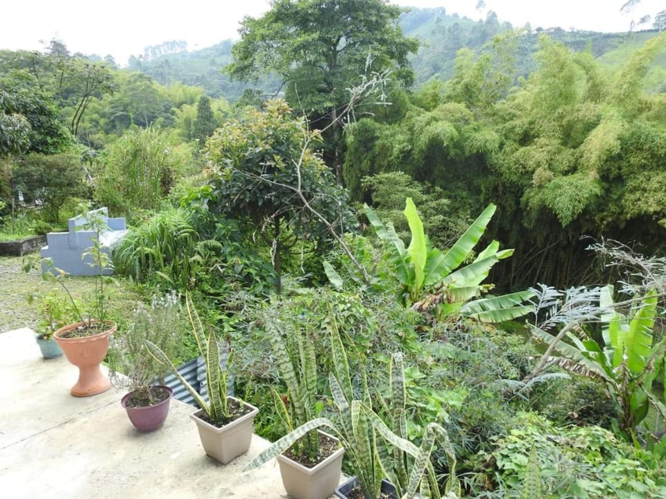 Garden view