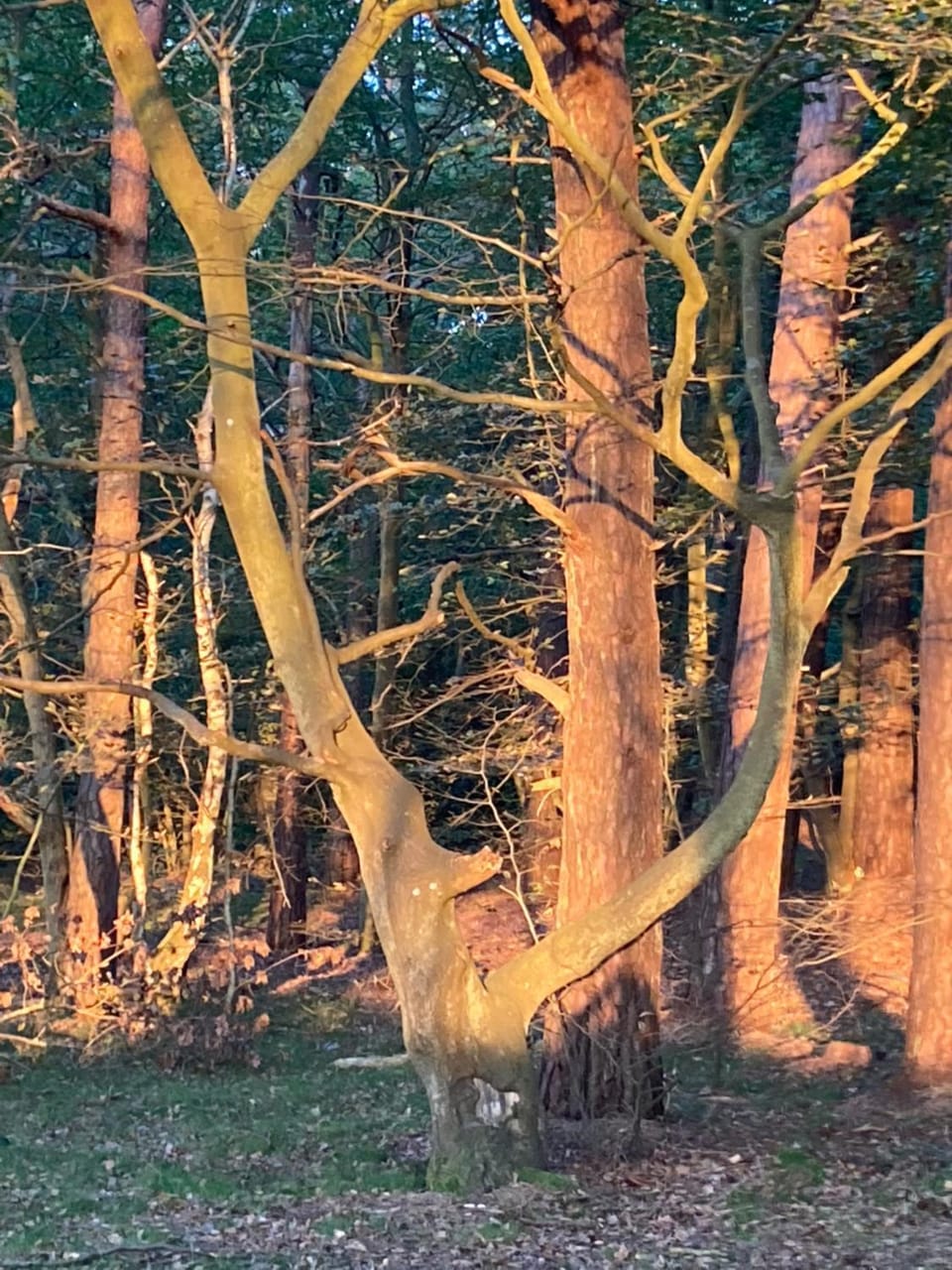 Apartamenty nad morzem Przy klifie Dębina Apartment in Pomeranian Voivodeship