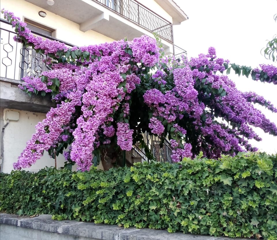 Spring