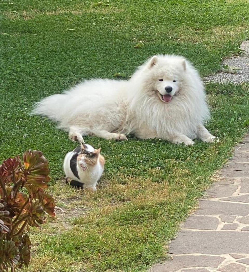 Villa Aiali Apartment in Campo nell'Elba