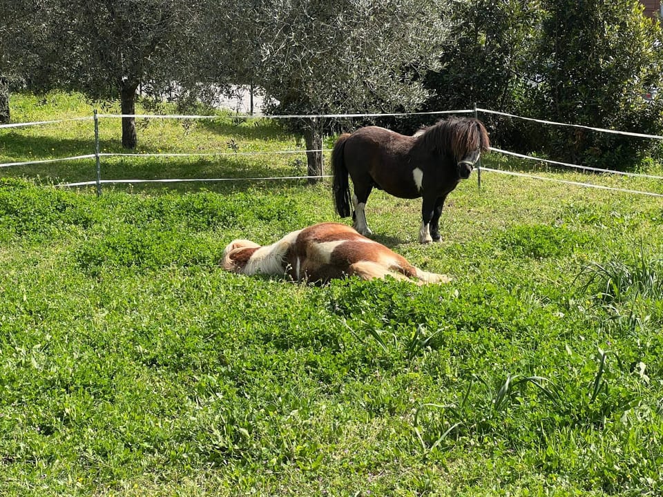 Villa Aiali Apartment in Campo nell'Elba