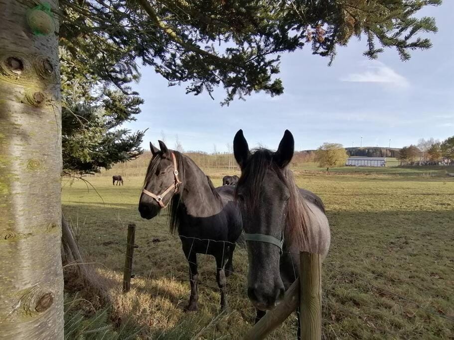 Off site, View (from property/room), Animals