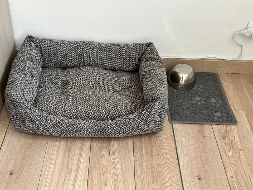 Living room, Seating area, Animals, Pets