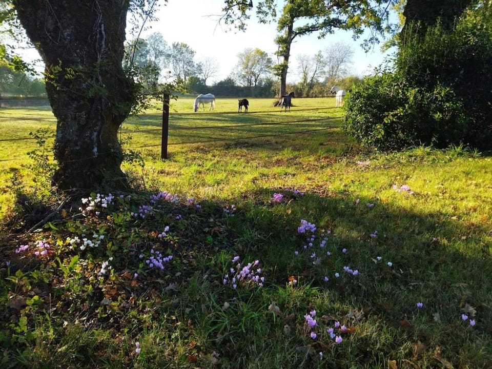 Natural landscape, Garden view