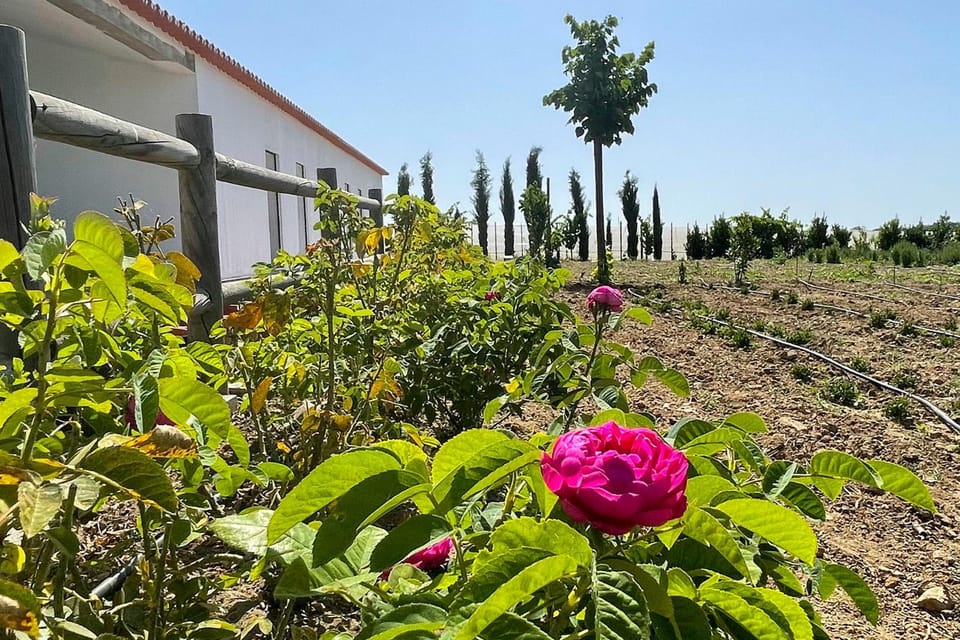 Spring, Day, Garden, Garden view