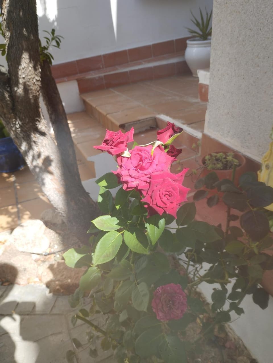 Spring, Garden