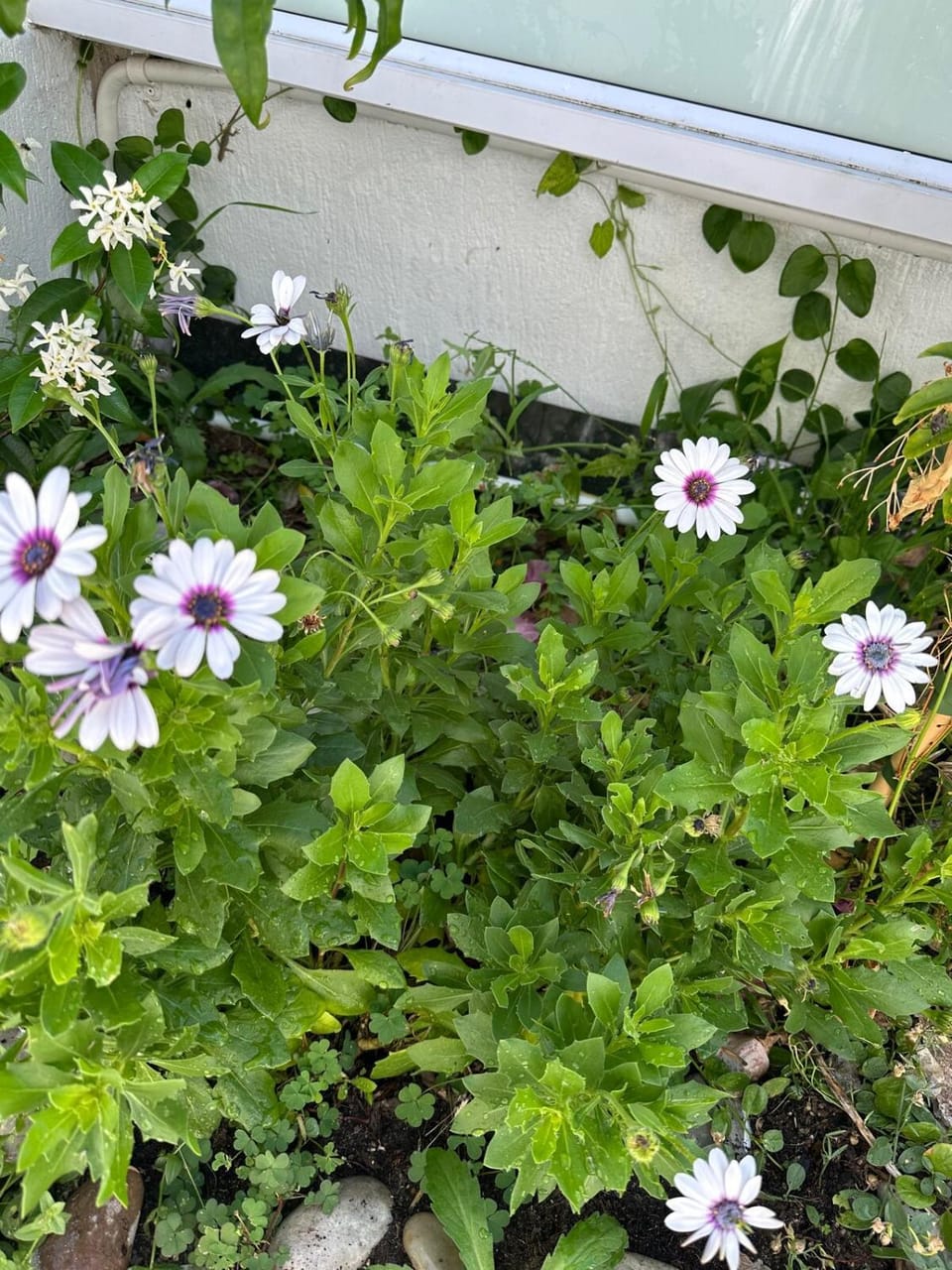 Spring, Day, Garden