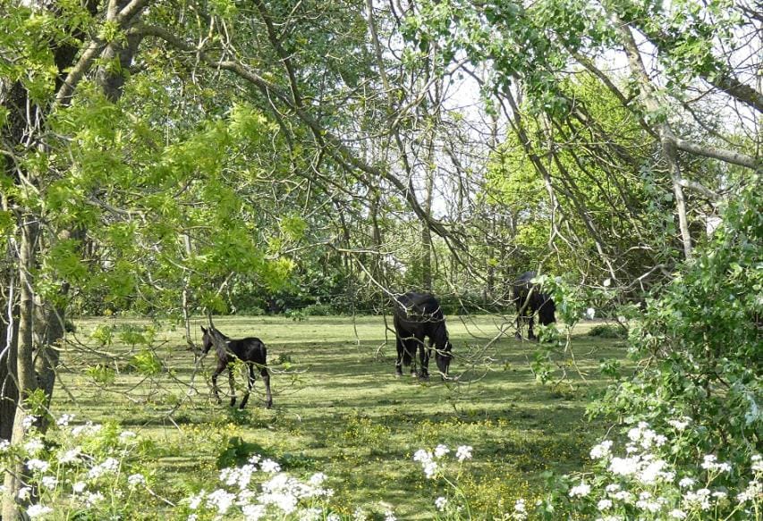 Spring, Day, Natural landscape, Horse-riding, Animals