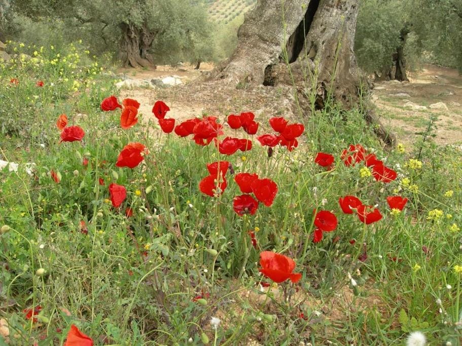 La Molina Del Olivar - Peaceful Location Villa in Axarquía