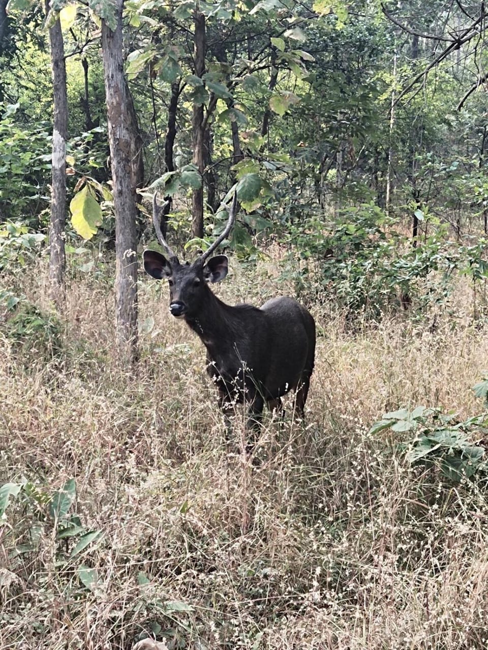 Day, Natural landscape, Animals