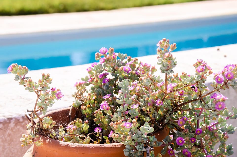 Day, Natural landscape, Garden, Garden view, Swimming pool