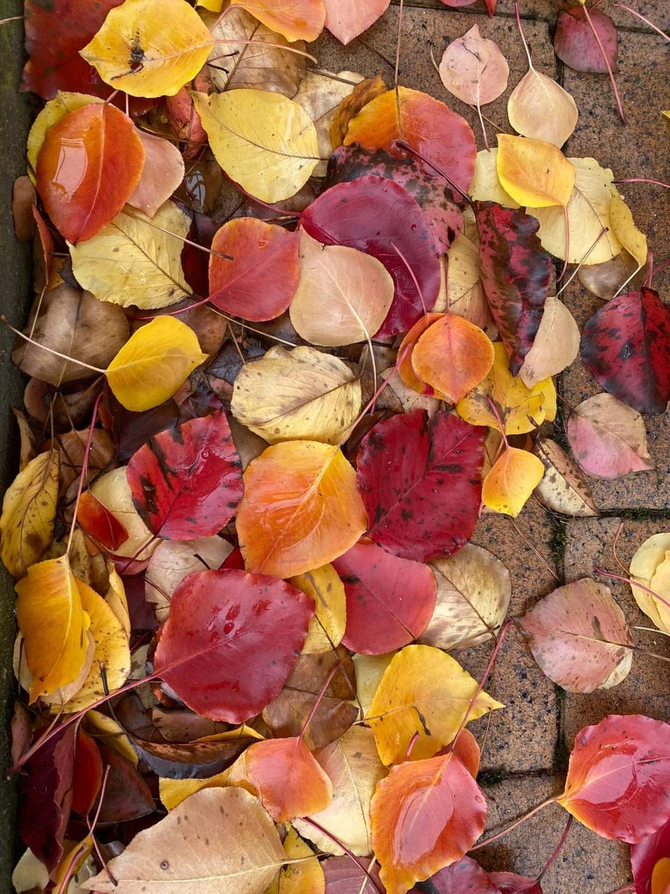 Autumn