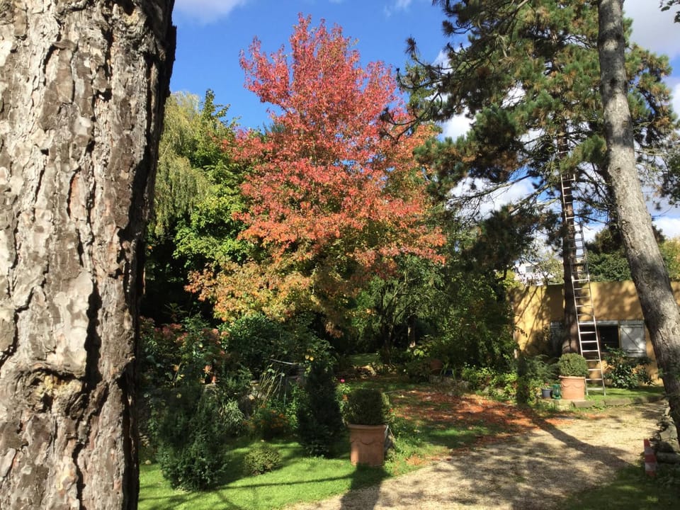 Garden view