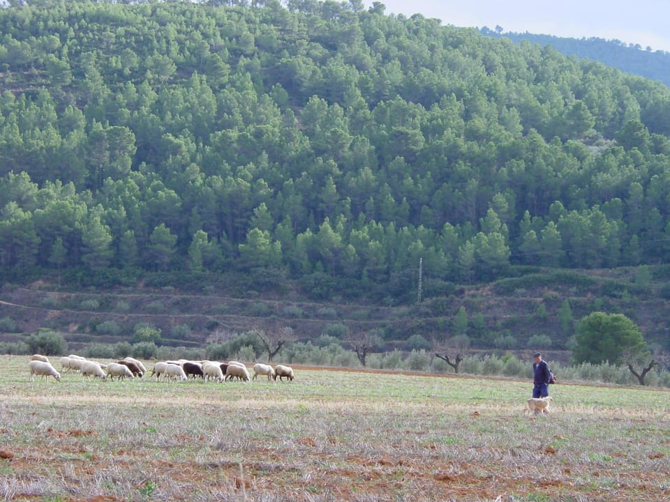 Day, Animals, Mountain view
