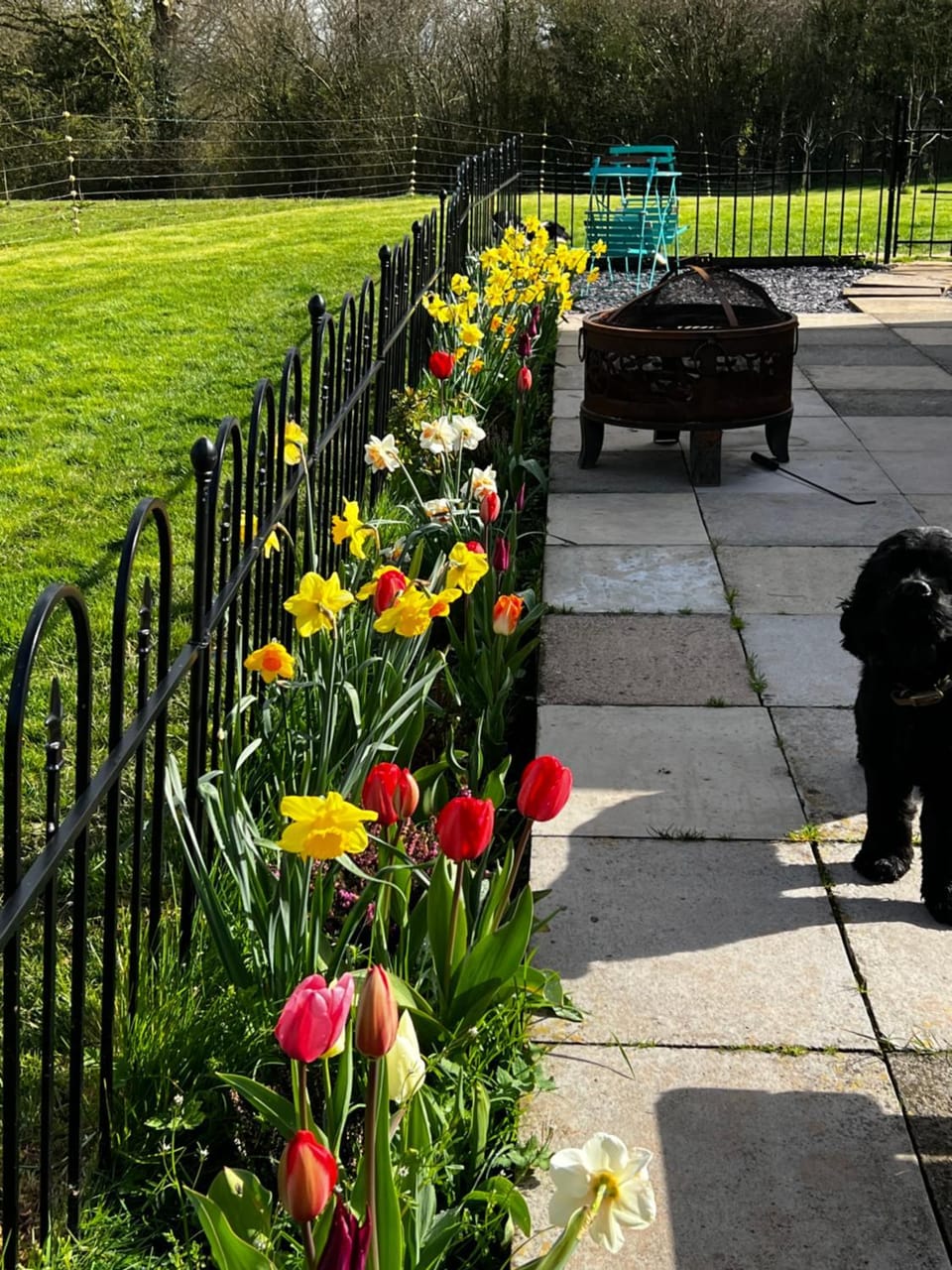 Spring, Natural landscape, Garden, Pets