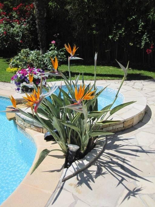 Garden, Swimming pool