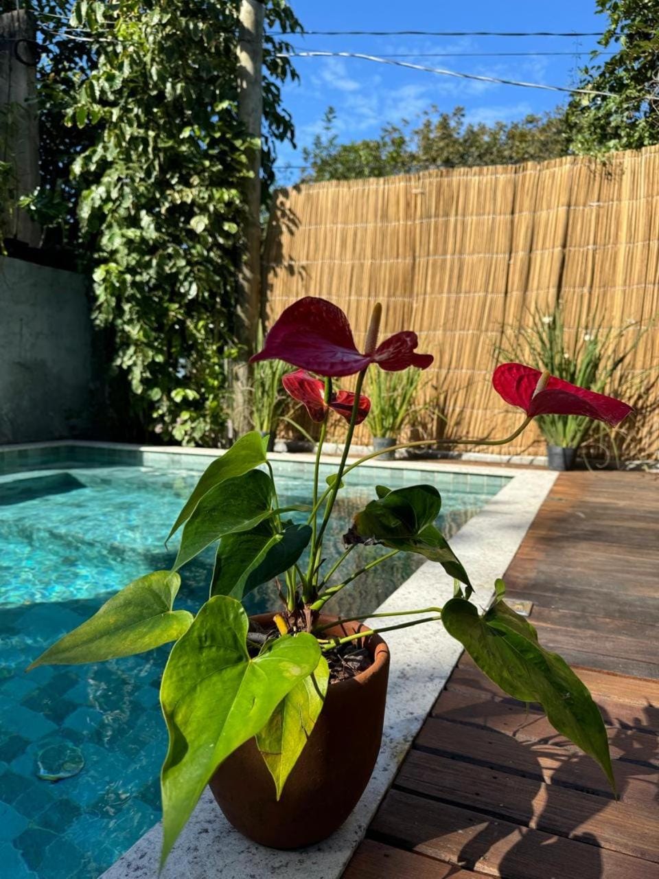 Spring, Day, Pool view, Swimming pool
