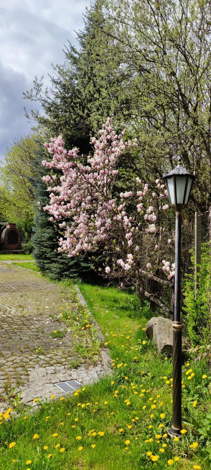 Spring, Day, Natural landscape, Garden, Garden view